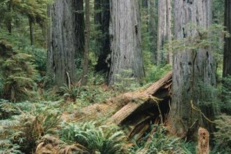 Ancient coast redwood forest. (Photo courtesy of National Park Service)