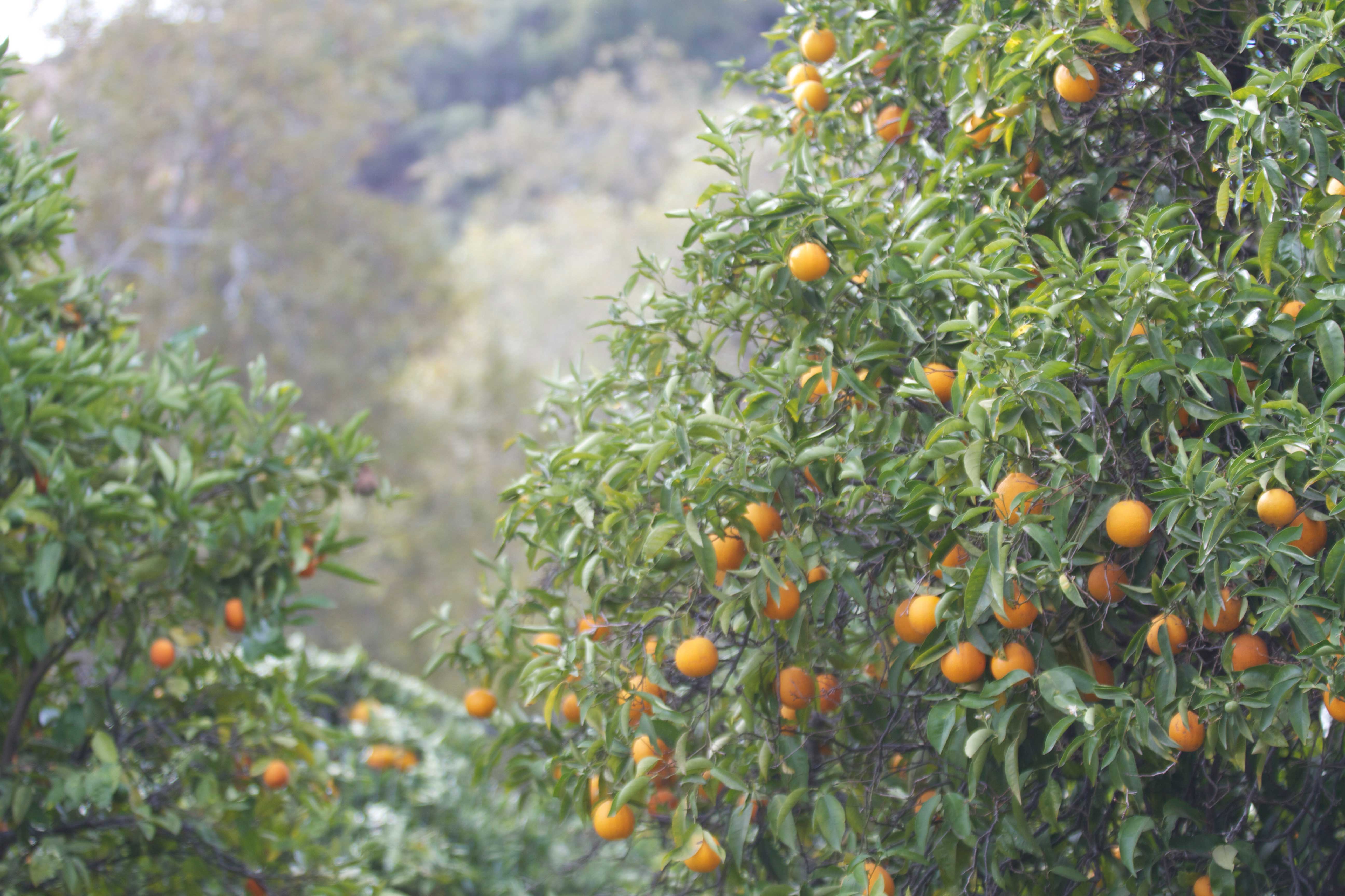 Trees For Sale Orange County