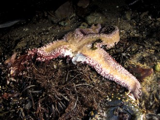 An ochre star wastes away on the California Coast in 2013. (Laura Anderson/UC Santa Cruz)