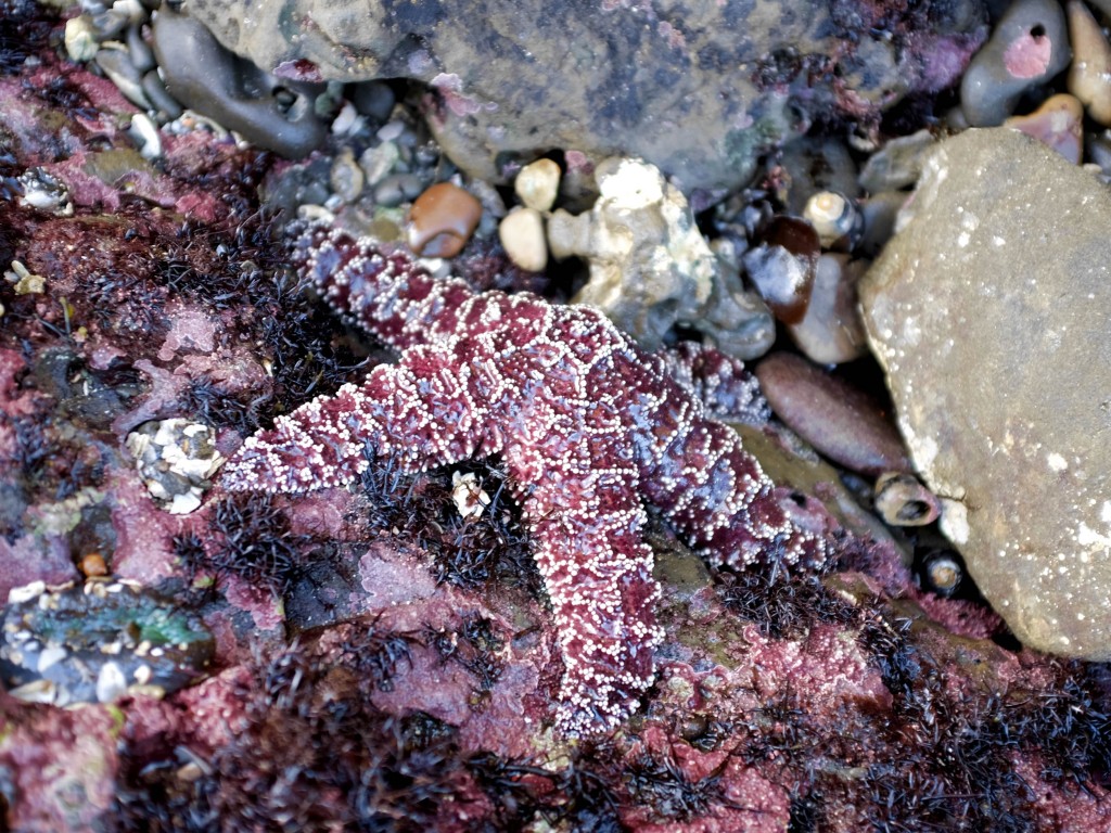 A healthy ochre star in the tide pools off California's Pillar Point in January 2017. (Peter Arcuni/Peninsula Press)