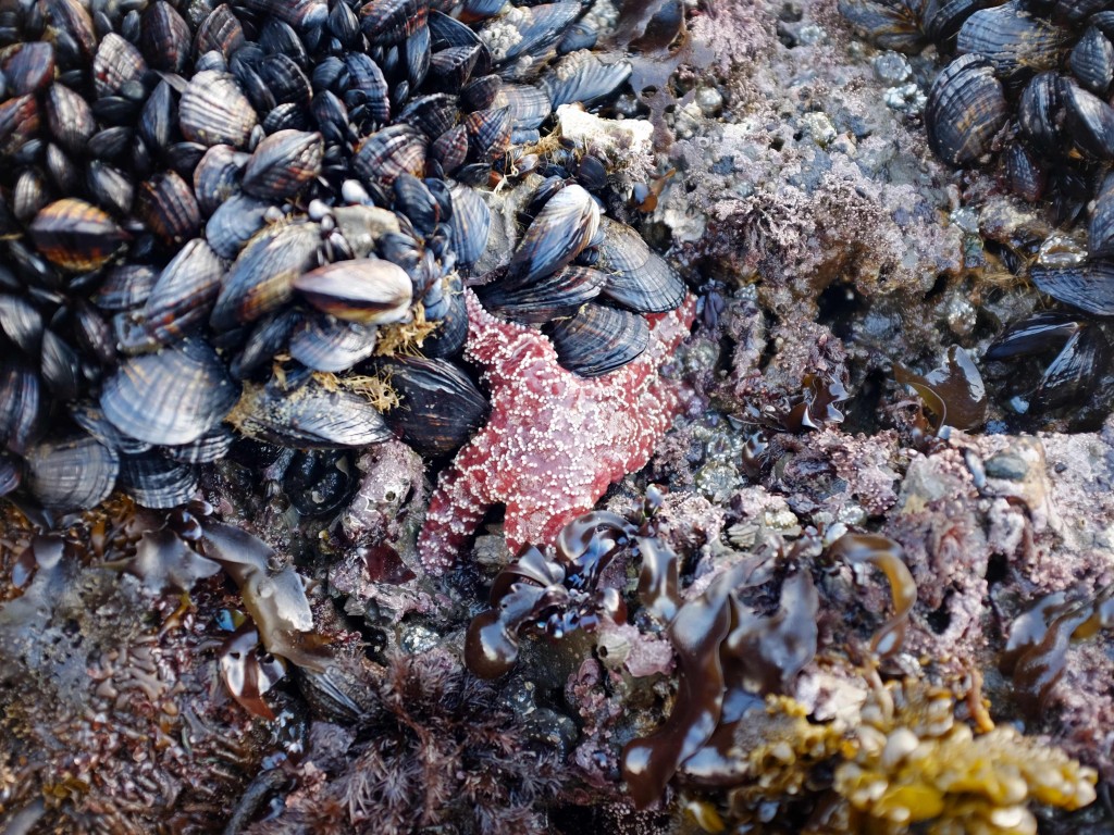 An ochre star feeding on mussels off California's Pillar Point in January 2017. (Peter Arcuni/Peninsula Press)