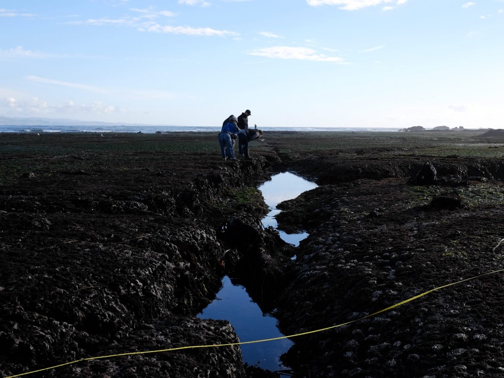 Citizens scientists from the California Academy of Sciences search for sea life in the tide pools off Pillar Point in January 2017. (Peter Arcuni/Peninsula Press)