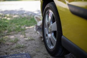 A cat peeks from a behind a car tire