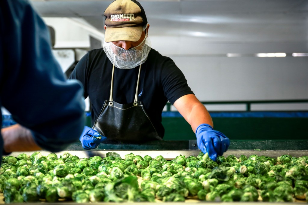 A worker in Joe Muzzi’s Brussels sprout processing facility. (Lucas Oliver Oswald/Peninsula Press)
