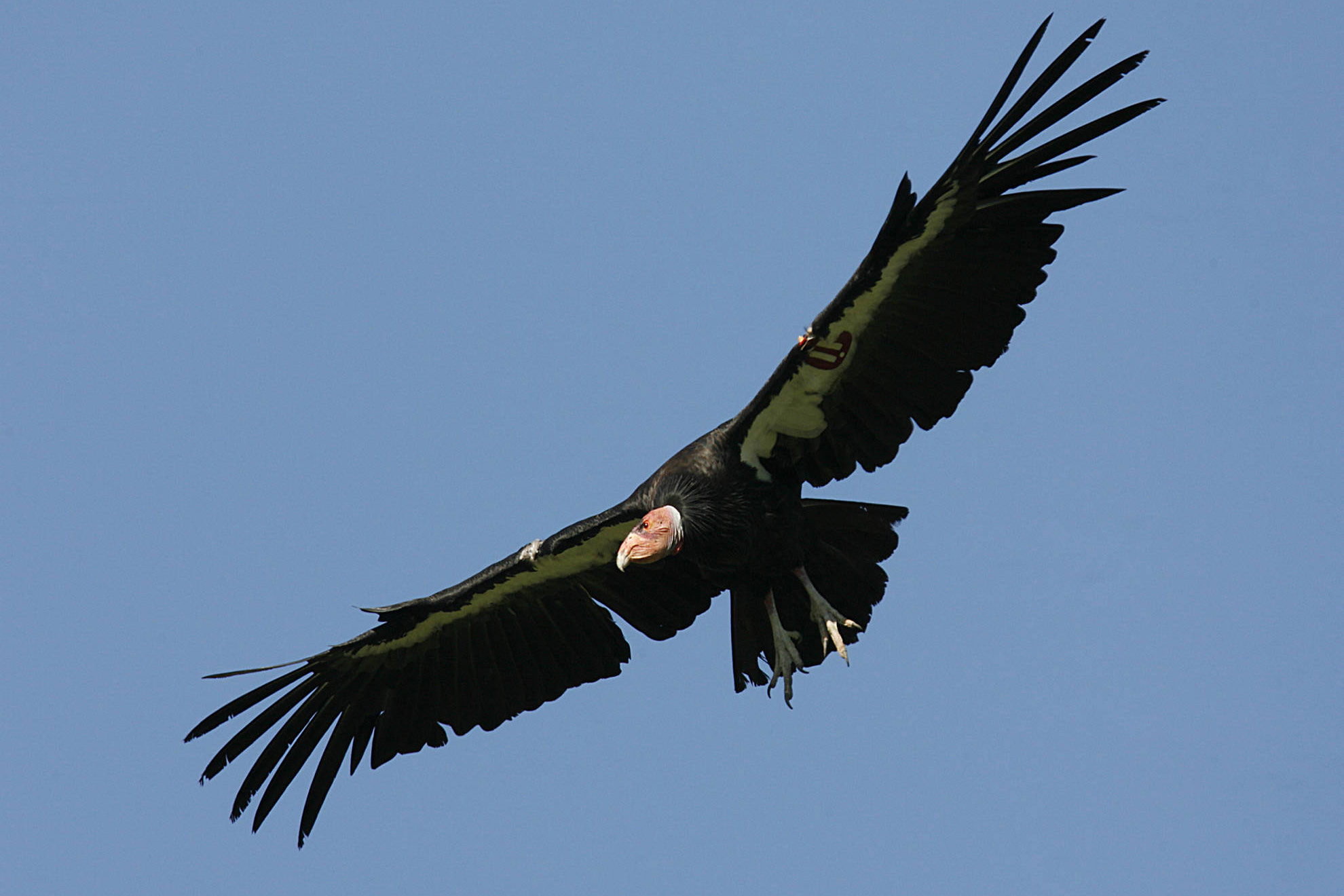 size california condor
