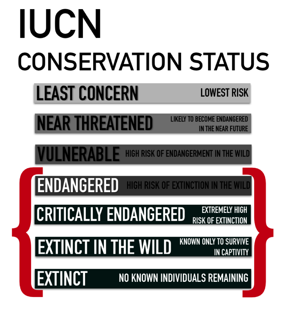 International Union for Conservation of Nature Conservation Status (Infographic by Phoebe Barghouty/Peninsula Press)