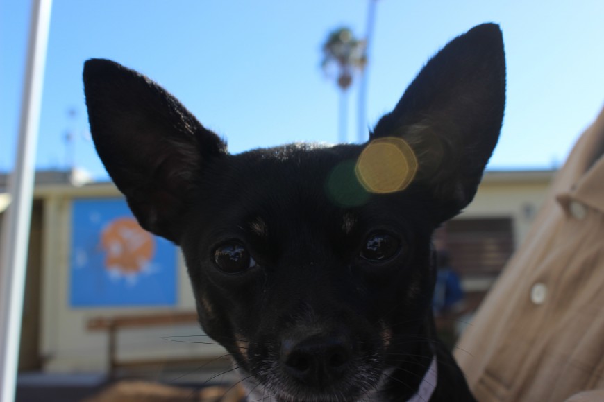 Do Homeless Shelters Accept Dogs