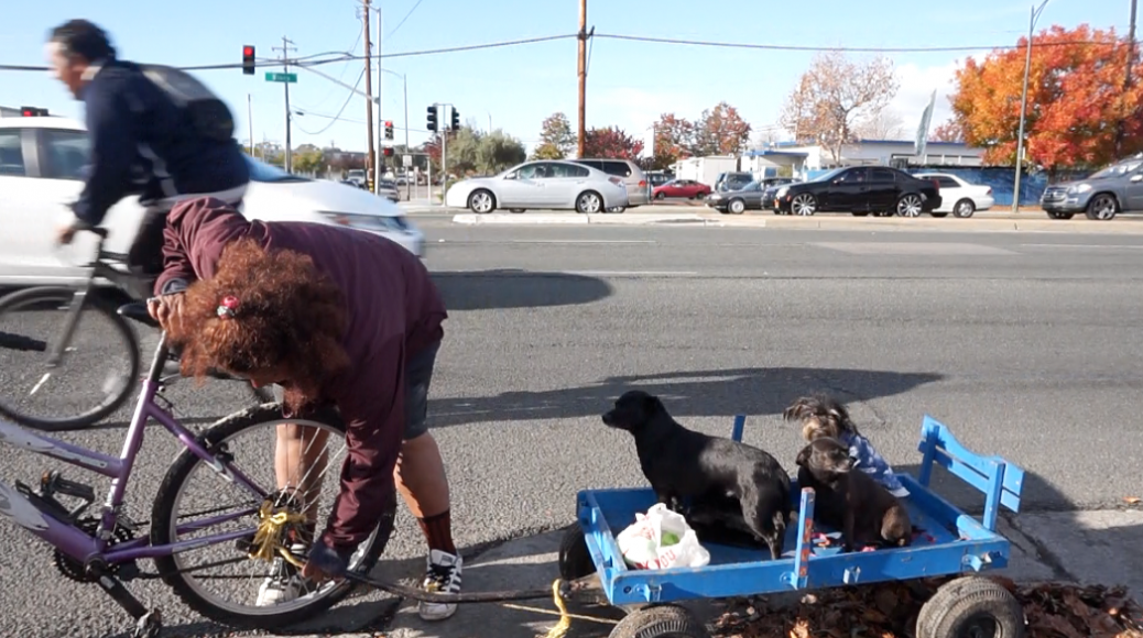 Gonzalez sets up a bike wagon for her three dogs.  (Jamie Stark/Peninsula Press) 