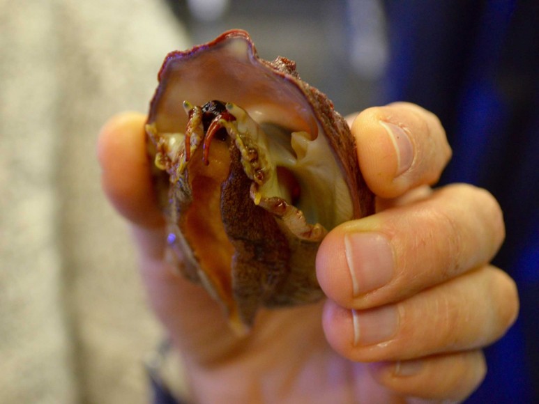 Saving the endangered white abalone - Peninsula Press