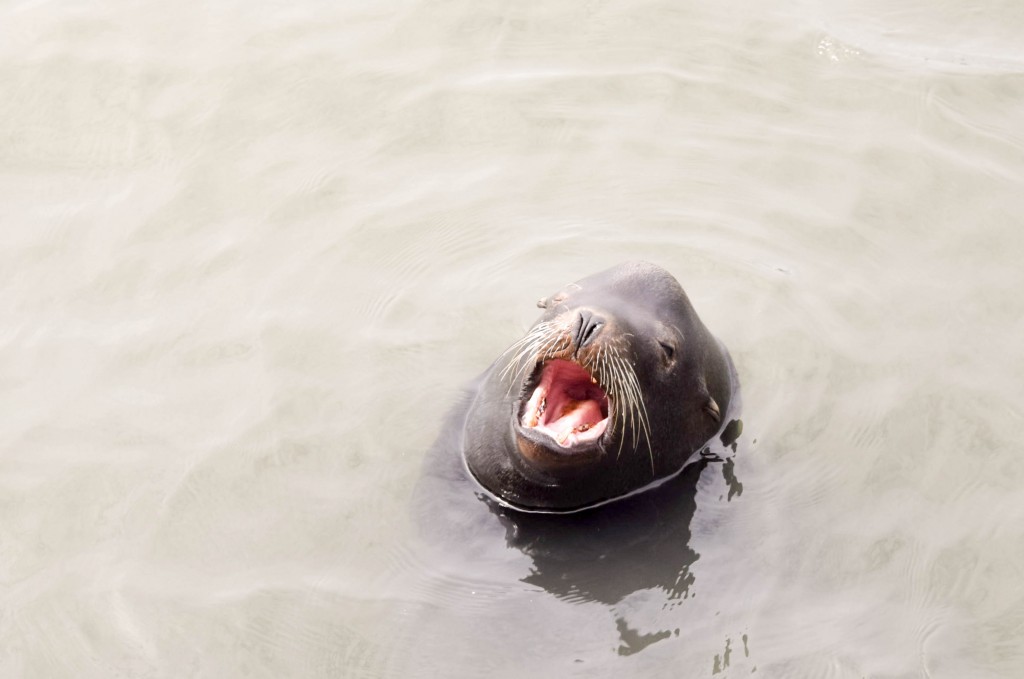 Oscar the sea lion begs for fish off the dock near Capistrano Beach, March 18, 2017. The harbor is home to sea lions and other marine animals. (Jane Nevins/Peninsula Press)