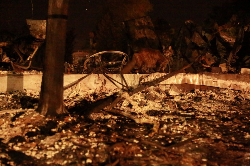A cat walks over rubble in the Coffey Park neighborhood of Santa Rosa. (Dylan Freedman/Peninsula Press)