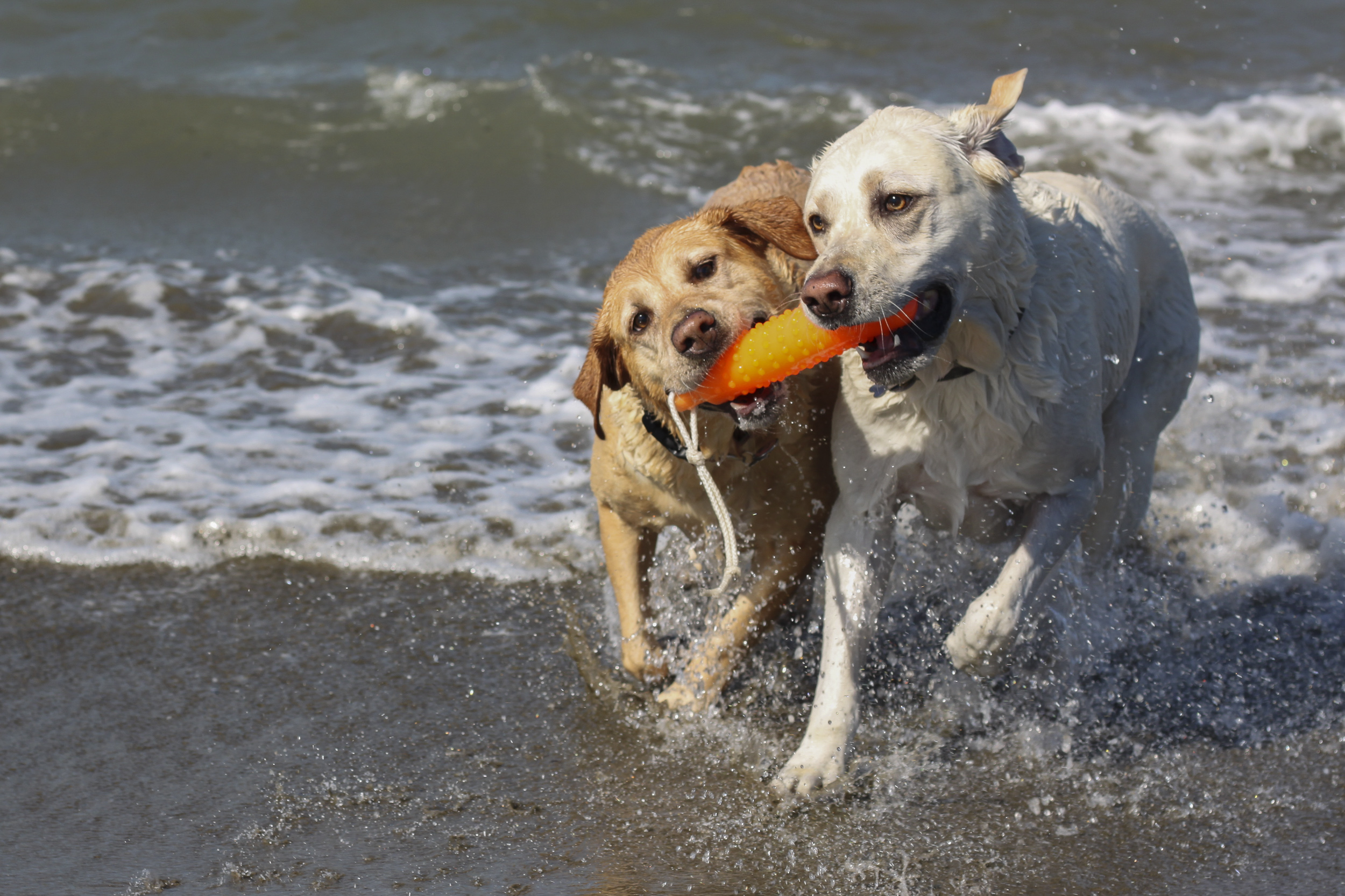 Dogs Beach 10-13-2018-9 - Peninsula Press