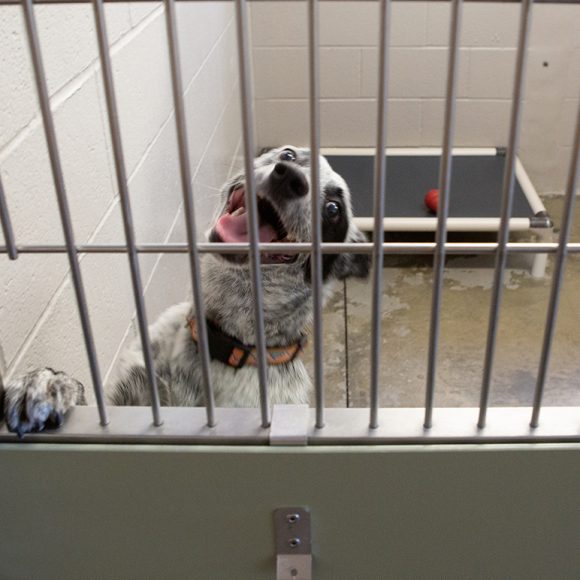 Telly, a female cattle mix dog, stands playfully in a kennel on Thursday, Oct. 31, 2019 in Sacramento, Calif. Telly was displaced twice by the Kincade Fire in Sonoma County. (Salma Loum/ Peninsula Press)