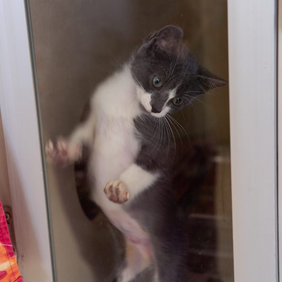 A kitten leans against kennel glass on Thursday, Oct. 31, 2019 in Sacramento, Calif. This kitten was displaced twice by the Kincade Fire in Sonoma County (Salma Loum/ Peninsula Press)