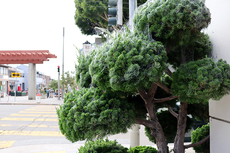 Spiderwebs amass on the bonsai trees outside Hotel Buchanan, with San Francisco's Japantown visible in the background on Sep. 26, 2021. (Natasha Maki Jessen-Petersen)