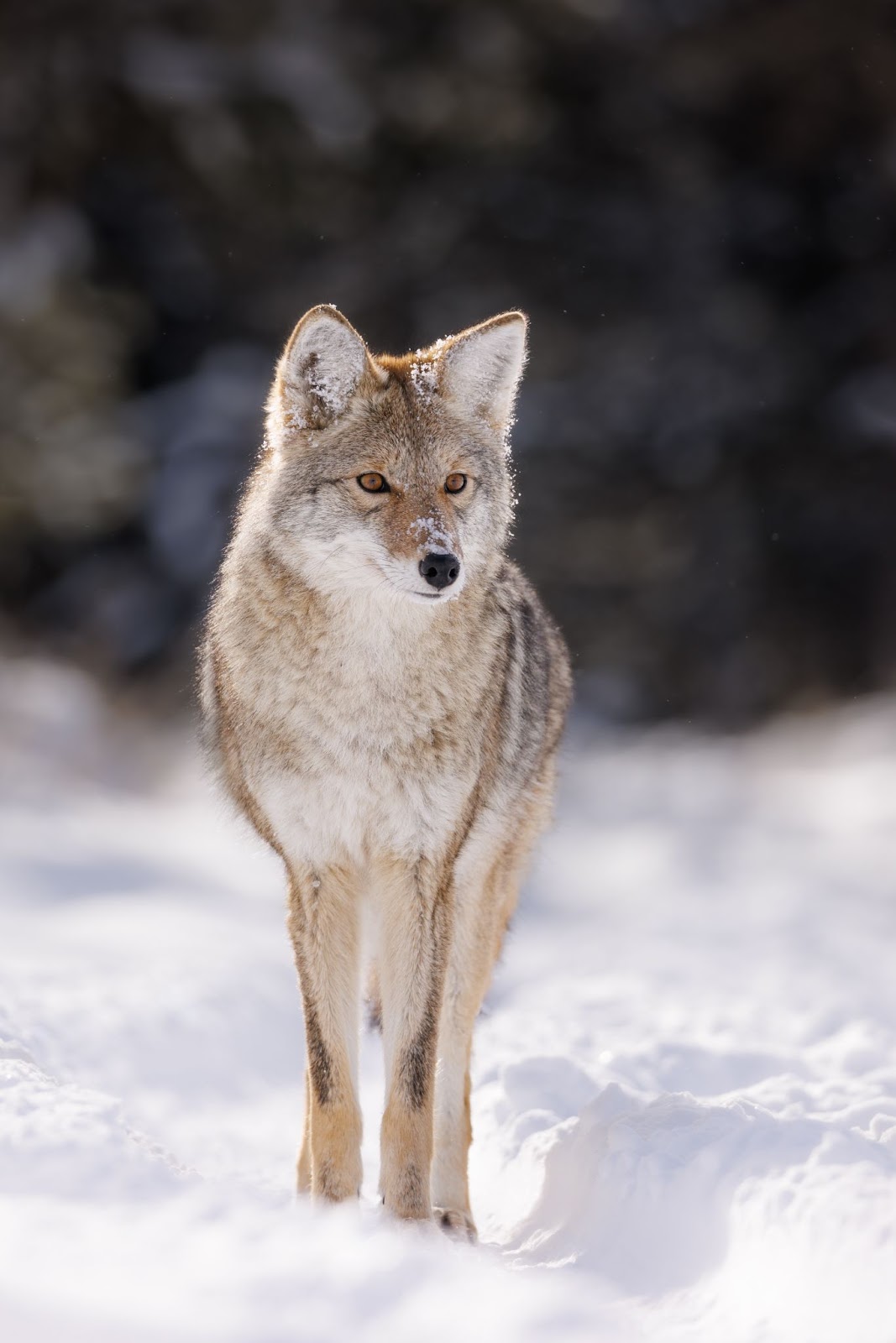 A closeup photo of a coyote