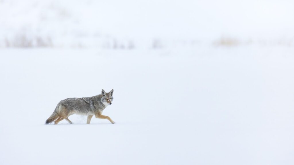 A coyote walks in a snowy landscape