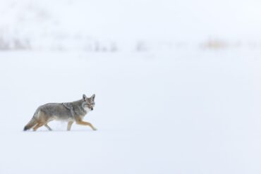 A coyote walks in a snowy landscape
