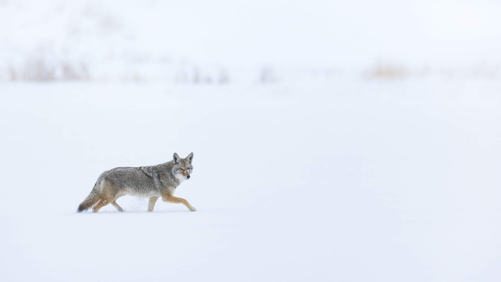 Tensions rise over coyote hunting contests in Wyoming - Peninsula Press