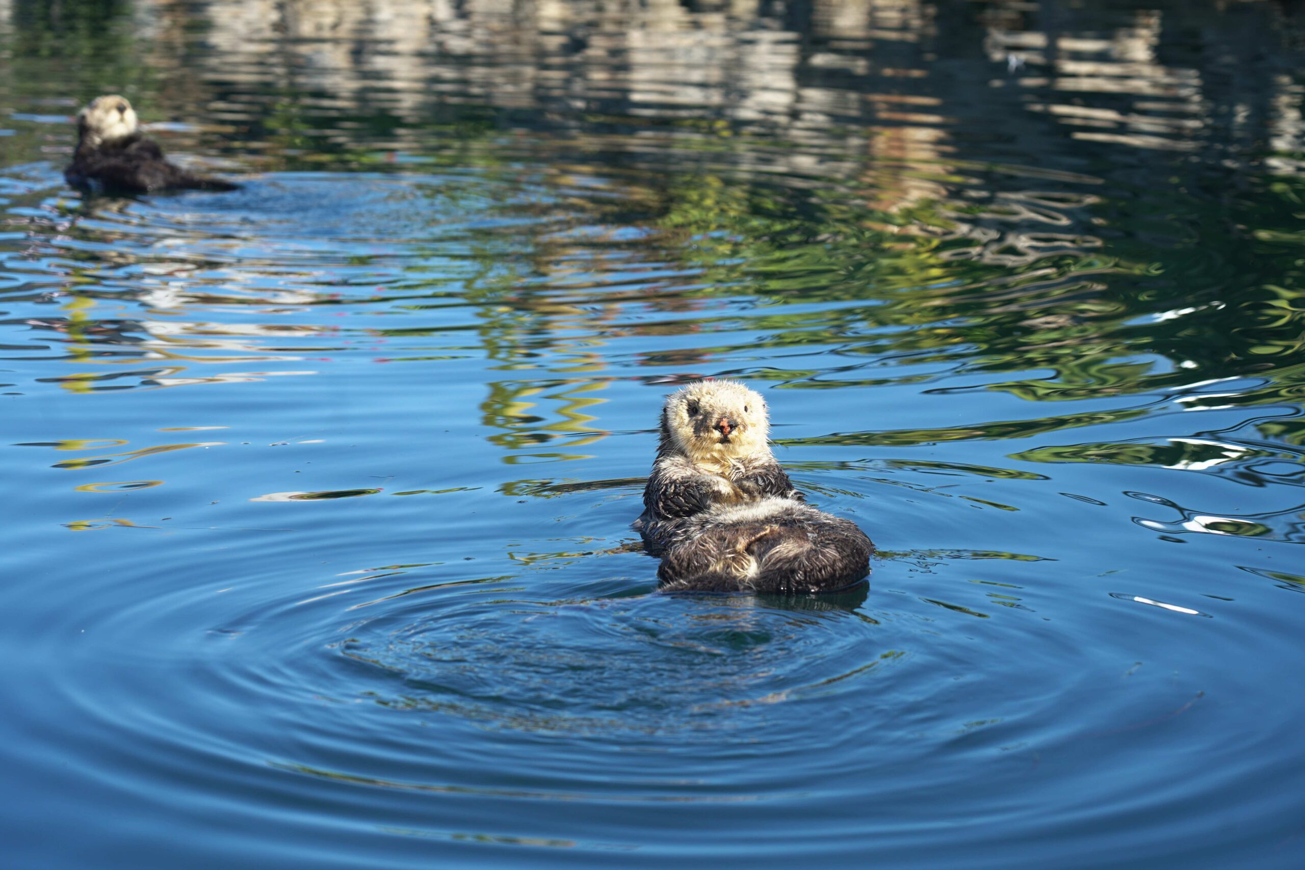 An otter floating on its back