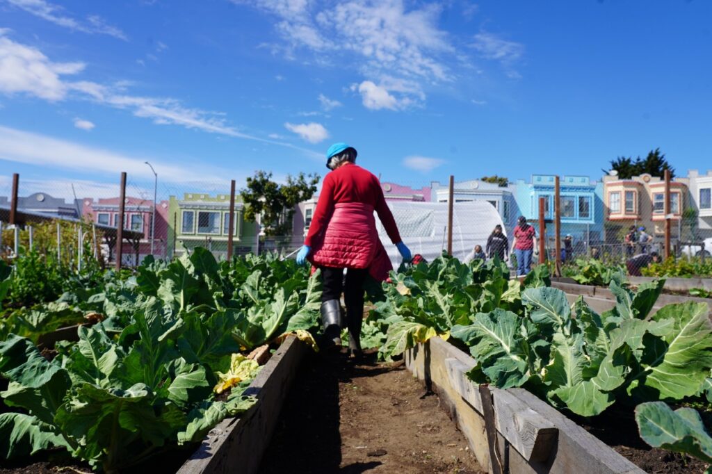 A woman walks between planters filled with vegetables