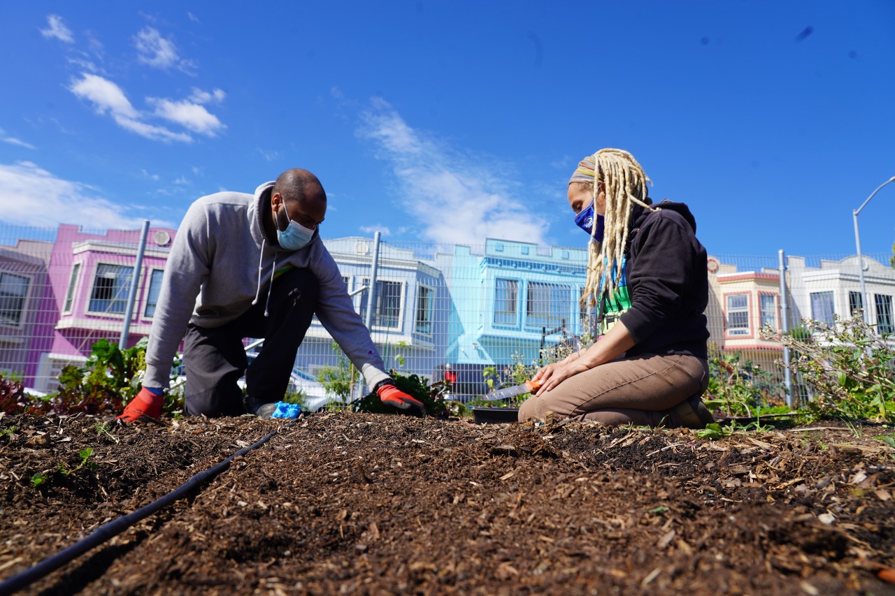 A man and a woman kneel on the ground planting