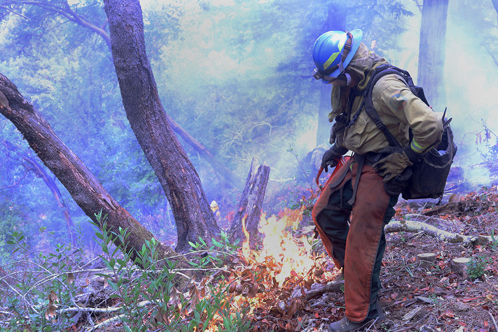 A firefighter ignites the forest’s understory during a controlled burn in Soquel Demonstration State Forest.