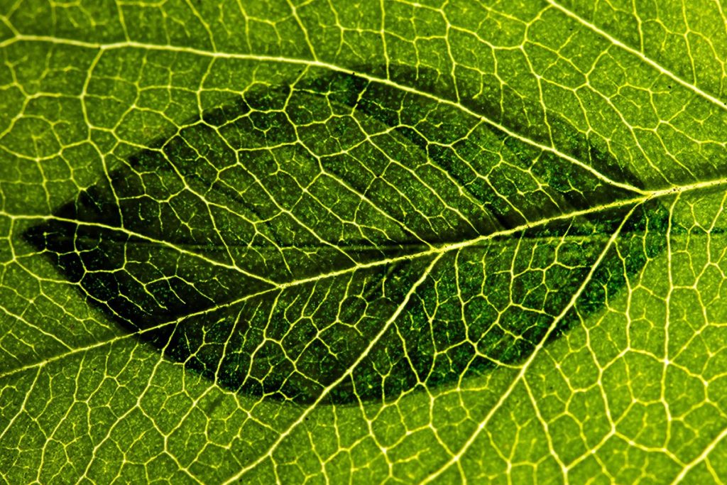 A leaf shadow or imprint on another leaf.