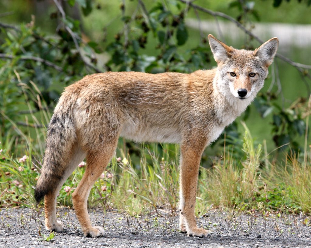 Coyote image