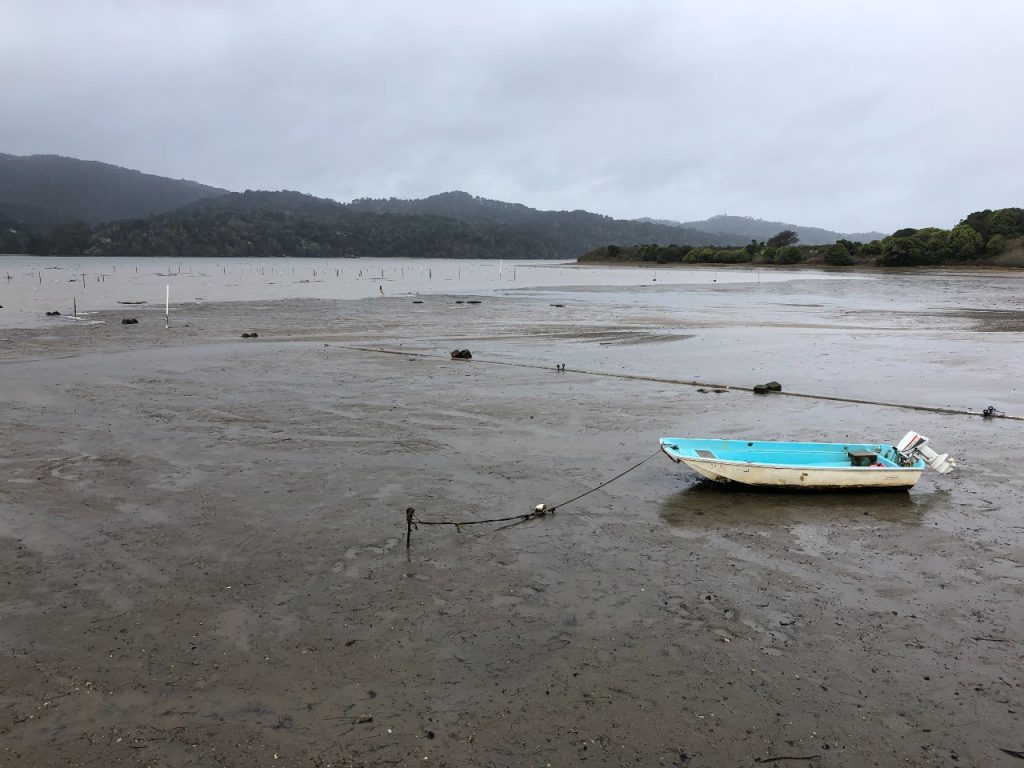 Low tide at the Tomales Bay Oyster Company Farm. (Oscar Hodder) (2)(1)