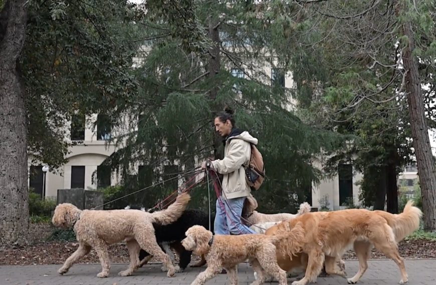Once working nights, now walking dogs: Former nightclub worker finds meaning managing canine crews