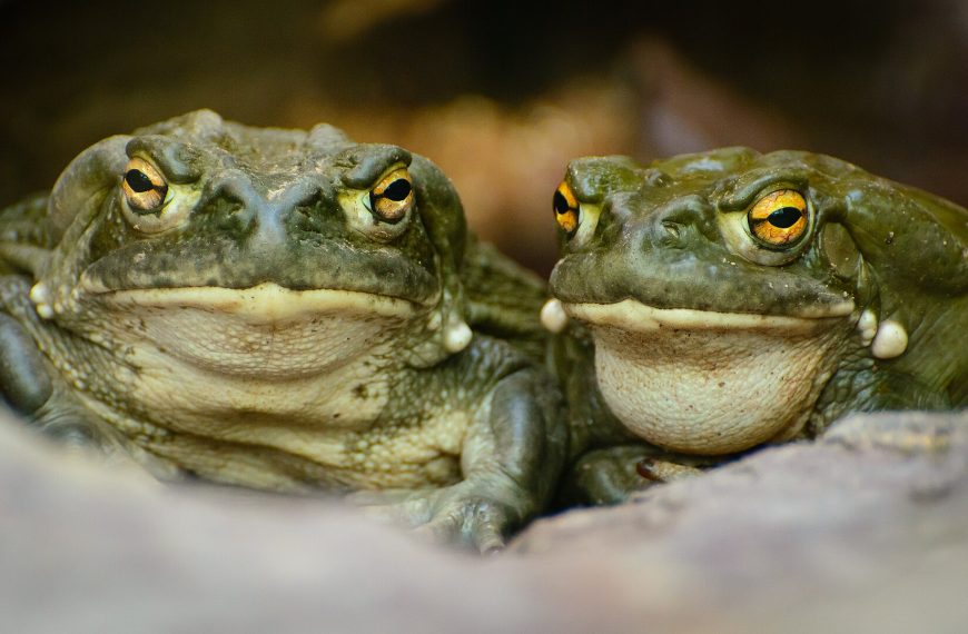 Scientists engineered a psychedelic-producing tobacco plant. Could it be a lifeline for vulnerable species? 
