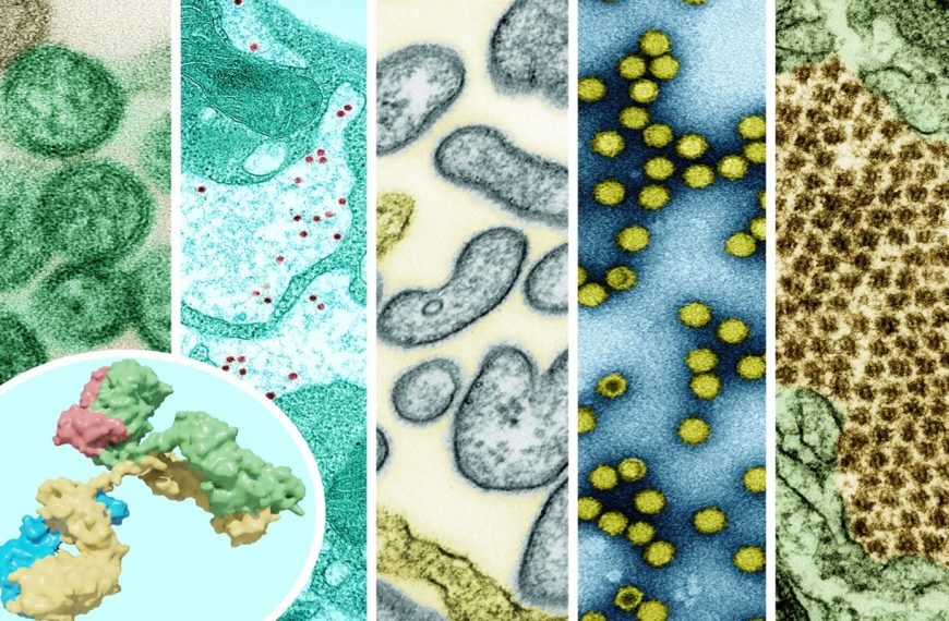 As Hantavirus Spreads, Climate and Health Research Faces a Funding Crisis 