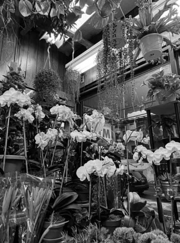 Chelsea Florist Inc.,