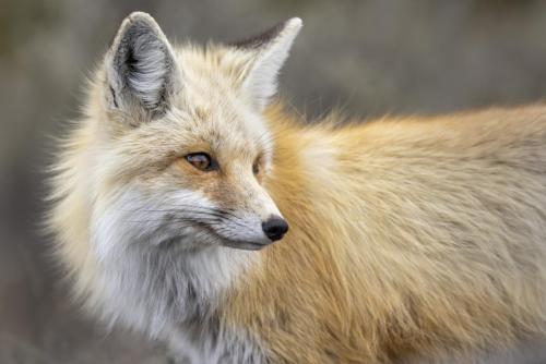 Red fox