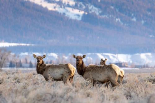 National Elk Refuge