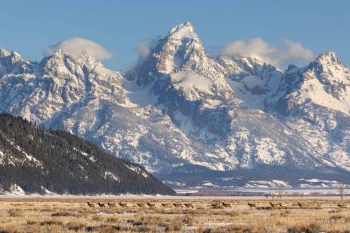 Elk arrival means spring